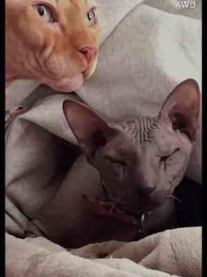 The love does exist between Skinwalker and Gremlin. #mistercrinkles #pretty #cats #catsofinstagram #fyp #viral #meow #lover #cats #donskoy #hairless ##sphynxcat #PetsOfTikTok #nakedcats #sphynxtok #Sphynxaddiction #crazy #funny #funnyvideos #uniquevideos #dinguscatsphynx #backtothekittyshekindofpretty #clariceandmistercrinkles #skinwalkers #naughty #goblin #gremlins #utah #veterinarymedicinine #vetmedlife #clarice #courtney #geriatriccat #meow #senior #BestFriends #catsofinstagram #meow #oldlady #fyp #purr 