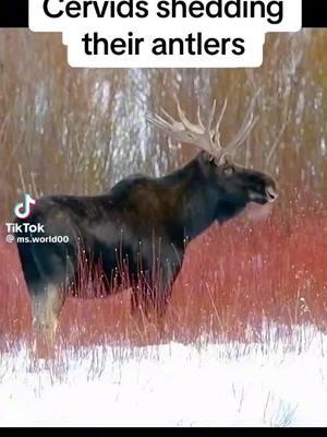 #deertiktok #deeroftiktok #antler #chuckdarwin #deerhunting #elkhunter #evolution #evolutionarybiology #apbiology #ibbiology #apbio #wildanimals #animalbehavior 