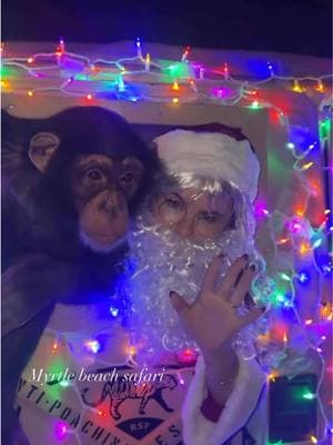 Santa and Tara cruisin’ into Christmas in our decked out Christmas hummer🎄💚❤️ • • • #chimpanzee #chimps #apes #cuteanimals #animalsaddict #animals #explorepage #animals #animallover #monkey #monkeys #monkeyseemonkeydo #monkeyseemonkeydo #monkeyingaround #christmasdecor #christmastree #christmas #christmas #christmastime #christmaslights #christmascar 