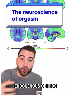 The neuroscience of orgasm?? Surprisingly, there are many studies out there examining the neuroscience of sex and orgasm. Let me know if you want to see more, as this is far from a comprehensive explanation of what happens in the brain! Also, testing out instagram’s new “translation” feature which dubs my voice and mouth into Spanish… curious to see how that looks. #neuroscience #sex #ciencia #opioids #endorphins #brain #science #research #biology