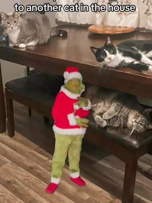 We’re at 4 now, can we get to 5?#CapCut #catsoftiktok #grinch #cat #cattok #grinchmas #heyyy #fyp #foryoupage #howmany #MomsofTikTok 