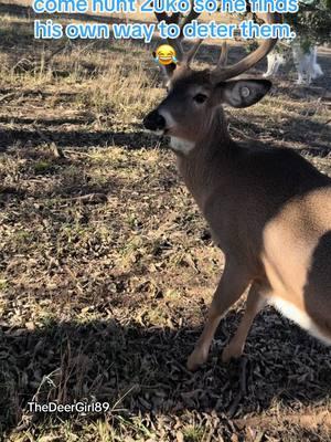 He’ll always be a beauty in our eyes. Soon that 1 point will fall off and he will be a 0 point. 😂 NO WE DID NOT DO THIS TO HIM ITS ALL ON HIS OWN. We know why it’s happening but no vets or other deer people ive talked to has seen this happen in deer so its pretty cool in terms of research and learning about themmmm butttt i doubt itll ever end up in books about vet med or whitetails but it is just cool knowledge to know about their antlers and how their bodies work and what ehd does to them. Either way we love Zuko buddy and ive been collecting all of his points that are falling off that i can find. #deer #deertiktok #deerhunting #deertok #durrs #durrsoftiktok #durrassicpark #wildlife #animals #animalsoftiktok #animallover #fugly #daltontrey #wtf #huntingtok #beautiful #ehd 