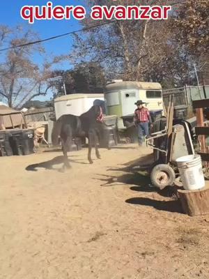 Liberar  la presión en un caballo es fundamental para que el caballo entienda que ha realizado la acción correctamente y se relaje. #caballos #doma #entrenamiento 