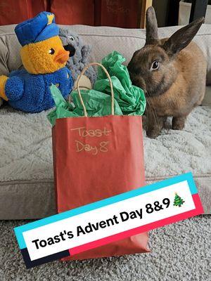 Sorry for the delay in Advent gifts. Momma had some medical issues going on and needed to take a small break but we are back and here is Toast's Advent Days 8 and 9! We are going to do our best to catch up!! #contentsearchinsights #PetMagic #bunnysof #adventcalendar 