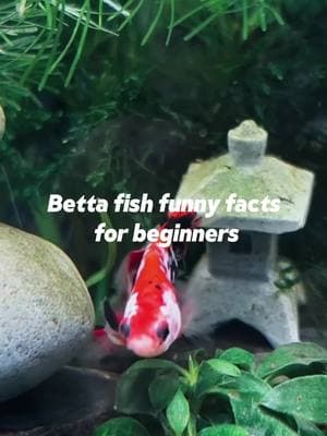 Betta fish funny facts for beginners 💙part 1🐟#aquarium #betta #bettafish #fish#petcare #hygger 