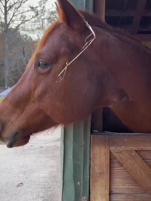 beautiful June showing off her fancy fascinator hat! #CapCut #horsetok #horse #americandreamfarm #horsegirl #fascinator #horsecrazy #horsehumor #funnyhorse #june #aqha #nsba #extremegoodbar #doubleregistered #mare #maresoftiktok 