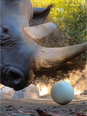 Jozi is a melon baller  #rhino #squish #asmr #animals 