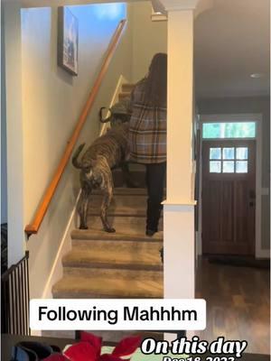 Legend has it they are still following her 🤪🐾 #englishmastiff #em #mastiff #squishy #fyp #fypシ #fypage #woof #bear #lapdog #bigdog #dogsoftiktok #hercules #dogsoftiktokviral #sandlot #dogsoftiktokviral🐶🦮 #sweetboy #bigbaby #mastiffsoftiktok #mastiffs #mastifflover #squishyface #jowls 