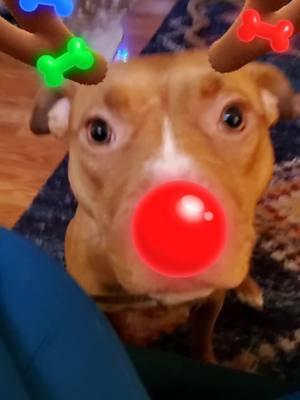 Rudolph was a #rednose #apbt #pitbull #adba #ukc #puppy #cutie #christmas  #festive 