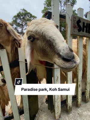 Place to visit on Koh Samui: Paradise park. Animals, birds, infinity pool and amazing views. #KohSamui #Thailand #placetovisit #animallover #amazingthailand 