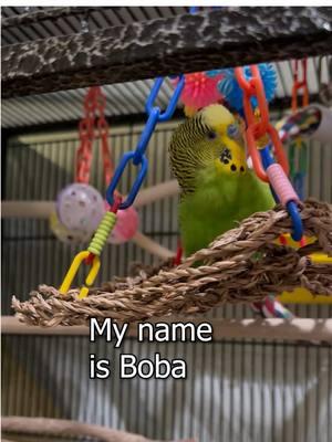 Budgie Sing and Swing! - Boba the Budgie - Talking Parakeet #talkingbudgie #parakeet #budgiesounds #talkingparakeet #petbird #budgies #budgiesoftiktok #parakeetsoftiktok #talkingbird #talkingbirds #PetsOfTikTok #birdsoftiktok #petsfyp #fyp 