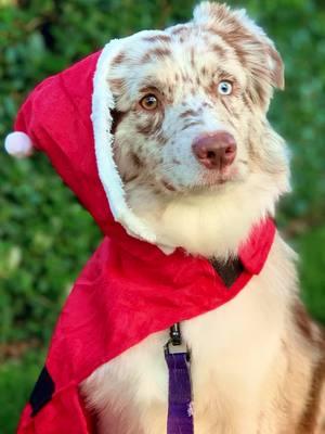 Can you believe Christmas is so soon!  #capcut #dogsoftiktok #fyp #girlsbestfriend #australianshepherd #redmerleaussie #christmas #snoopy 