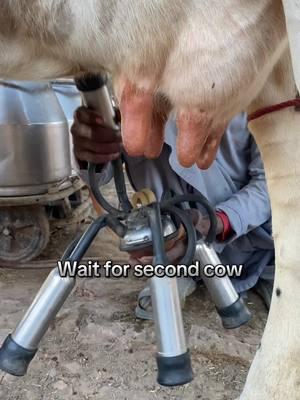 Happy cows milking #tiktokanimal #PetsOfTikTok #cowsoftiktok #tiktokclip #tiktokanimals 