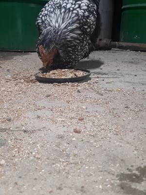 My sweet girl. I can not decide the perfect name for her. She was a rescue and at the bottom of the pecking order here. She's my favorite! #hen #chicken #sahm #kentucky #farm #girlfarmer #garage #special #noname #fyp #farmerswife 