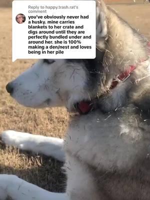 Replying to @happy.trash.rat logical fallacies do still be logical fallacies in the presence of personal anecdotes. #siberianhusky #husky #logicalfallacies 