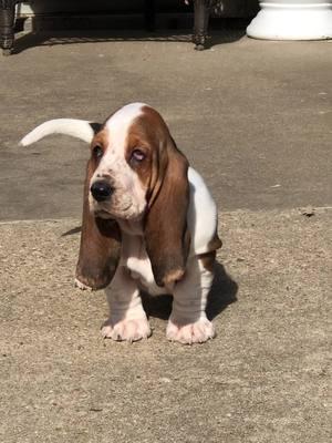 #ozarksbassets #puppy #bassetpuppy #bassethoundmoments #houndpuppy #cutepuppy #бассетхаунд 