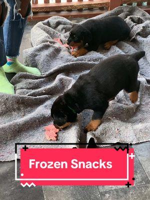 They’re 8 week old German Rotties looking for a new home 904 616-9858#CapCut #christmas #viralvideo #rott #rottweiler #merrychrismas #rottiesoftik #rottweilerpuppycute #lovedogs #rottweilerlove #rotti #puppylife #rottweilerdogs #christmasgift #frozendoods #special #rottweilerdog 