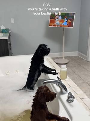 It’s bath time! #puppy #bath #poodle #dog #dogsoftiktok #doglover #cavapoo #amazon #asmr #asmrsounds #fyp #fyppppppppppppppppppppppp 