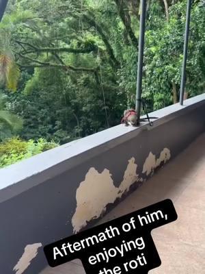 #Grenada #annandalewaterfall #Richardthemokey enjoying the peace of his #roti #fyp#viral #dohvexmehcomdey #v #pushing🅿️ #westindiancomedy #nyc #Viralvideos  #Currytown #guyanesetiktok #jamaicatiktok #grenadatiktok🇬🇩🇬🇩🇬🇩🇬🇩🇬🇩 #barbadostiktok #trini_tiktoks #londontiktok #southafricatiktok #canadatiktok #queencomedy 