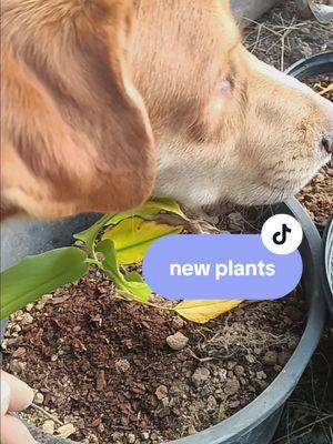 ginger, horseradish, and turmeric from a friend! #plantfriends #horseradish #gingerplant #turmeric #rescuedogs  @Brenda Mallett 