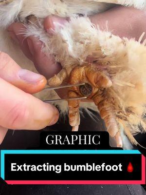 Extracting Bumblefoot can be tricky, but Prid makes it a breeze! All supplies are linked in bio, use code simplychickens for discount. 💉🩸 #bumblefoot #infection #chickens #extractions #gross #surgery #fyp 