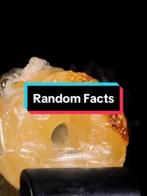 Random Facts #fyp #facts #interestingfacts #terrifyingfacts #LearnOnTikTok #randomfacts 