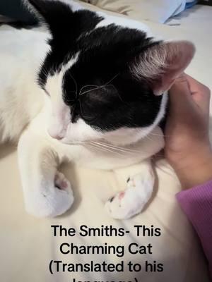 I Translated The Smiths - This Charming Man to his language so he can experience it. #thesmiths #morrissey #catsoftiktok 