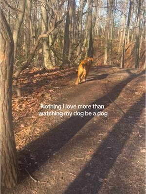 I love giving him the life he deserves 🌿🪵🐾 #goldenretriever #dogmomlife #dogmom #doghiking #doghike #hikingadventures #dogwalk #dogadventures 