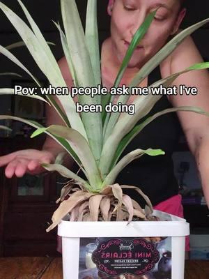 growing pineapples on my kitchen table is far easier than I thought it would be🤣🤷‍♀️💯 #indoorgarden #winter #pineapples #iwannagohome  #gooniesneversaydie 