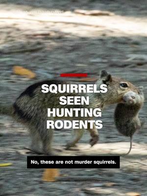 A new study reveals the first evidence of California squirrels hunting and eating small rodents. CNN's Julianna Bragg explains why researchers think this natural phenomenon is critical to future behavioral discoveries in animals. #cnn #news #squirrels #squirrelsoftiktok #rodents