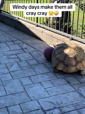 Windy day shenanigans #africansulcata #bulldozer #aggressivetortoise #destructive #basketball #windy #frenchie 