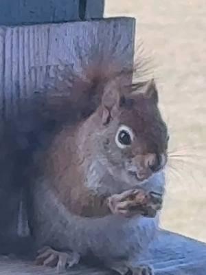 Meet Karl, the squirrel, while he pigs out on peanuts & the blue jays get some too #fy #fyp #fypage #mommakelly #mamakelly#animals #squirrel #bluejays #bird #nature #birdfeeder #redsquirrel 