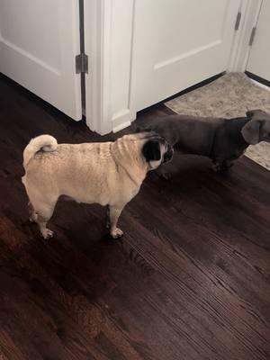 he just couldn’t wait a few more seconds 😂😂 #pug #crazy #dog #patience #nonexistent 