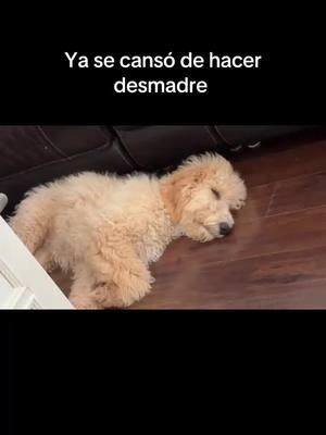 Despues de hacer su desmadre #goldendoodle #queagusticidaveda #viralvideo #paratiiiiiiiiiiiiiiiiiiiiiiiiiiiiiii #fypシ゚viral #foryourpage 