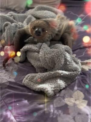 My forever Christmas gift   #EllieTheSloth #BabySloth #SlothsofTikTok #ChristmasGift #Sloth #fl #florida @Rob Robinson 