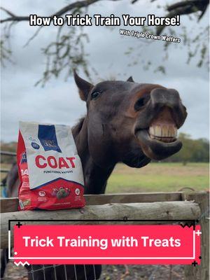 If dogs can be button trained why can’t my horse? Fun tricks to learn with your horse using @Triple Crown Feed Wafer Treats! #equestrian #horsesoftiktok #equestriansoftiktok #triplecrownfeed #tricktraining #horsetricks #horsesoftiktok #horsetraining #horsefeed #fyp #trickhorse #horsetraining #cowgirl #getawaycar 