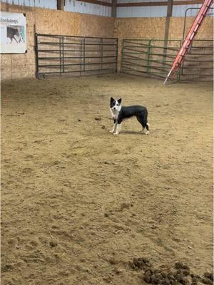 Satus Sue #satusstockdogs #bordercollie #bigbendtrailers #nextlevelpetfood #americanhatco #DogTraining 