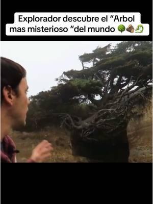 Esta isla esconde muchos misterios 🤐🏝️cred:mobile instinct y mas en una #isla #arbol #misterio #descubrimiento #exploring #PlacesToVisit #treeoflife #fypシ゚viral #fypシ 