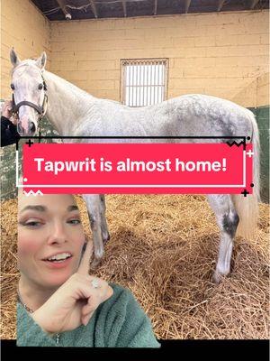 #greenscreen Tapwrit is so close to being home in Indiana! I forgot how sweet of a face he has. Can’t wait to give him a christmas boop! #horsetok #equestrian #horseracing #stallionsoftiktok #horsebreeder #triplecrown @Ryan Campbell 