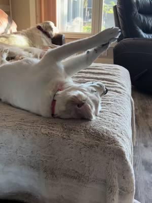 A little downtime before dinner 🥰🐾 #wedontdeservedogs #goldensoftiktok #goldenretriever #playfulpuppy #dogsvideo #puppy #puppiesoftiktok #goldenretrieverlife #goldenretrievers #retriever #goldenhour #goldenglitter #humpday #dogsarethebest #fypage 