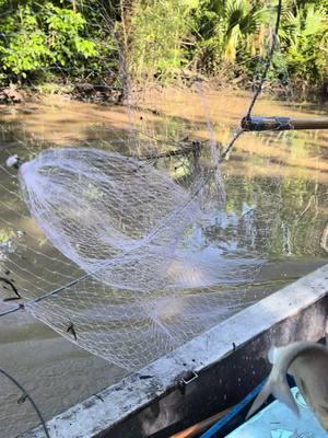 Catching some fresh crawfish bait🐟🐟🐟🦞🦞🦞#atchafalayabasin #louisianacheck 