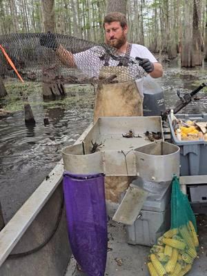 Louisiana wild atchafalya crawfishin#crawfishing #southlouisiana #cajun #fyp #familytradition ##atchafalayabasin 