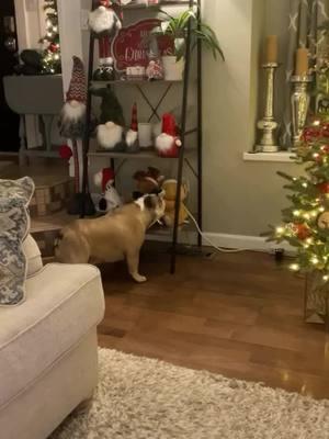 That Christmas bear was clearly talking smack to Penelope & she was wasn't having it!  Credit: on IG  penelopejean_george_thebulldog . . . . . . . . . . #englishbulldoglove #englishbulldoglover #bulldogoftiktokbulldog #englishbulldog #englishbulldogsoftiktok❤️ #englishbulldogsoftiktok❤️👑 #englishbulldogpuppiesoftikt #bulldog #englishbulldoglife #englishbulldogpuppiesoftiktok #englishbulldoglovers #englishbulldogsoftiktok #englishbulldogpuppie #bulldogsoftiktok #englishbulldog 