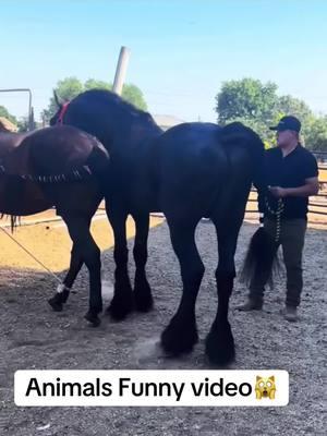 #farm #pford #bauernhof #cowboy #texas #animals #funnyvideos #viralforyoupege 