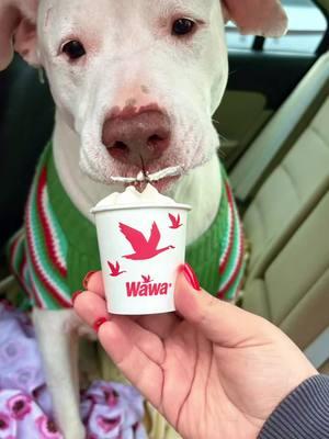 Luna Bear makes the cutest Snoopy Dog🐶♥️🎄#wawa #gottahaveawawa #capcut #snoopy #snoopydog #dogsoftiktok #dogsoftiktokviral #pittylove #pitty #pittbullsoftiktok #pittymom #dogmom #pupcup #luna #lunabear #christmas #christmas2024 #holidaycountdown #fyp #trending 