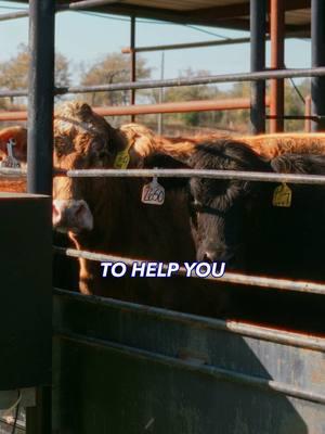 We put a lot of work into every cow that comes through Rutherford Land and Cattle. We re-palpate even if the sale barn has already done it, then give them their shots and dewormer. It comes out to about $150 to $250 a cow, just to give you an idea. If you’re wanting to sell your cattle, we’d love to buy them. We don’t appraise cattle, so let us know your price, and we’ll go from there. You can also let us know what sale barn you’re taking them to, and we’ll keep an eye out. #rutherfordlandandcattle #cattlesale #cattleranch #farmlife #agriculture #ranch #cow 