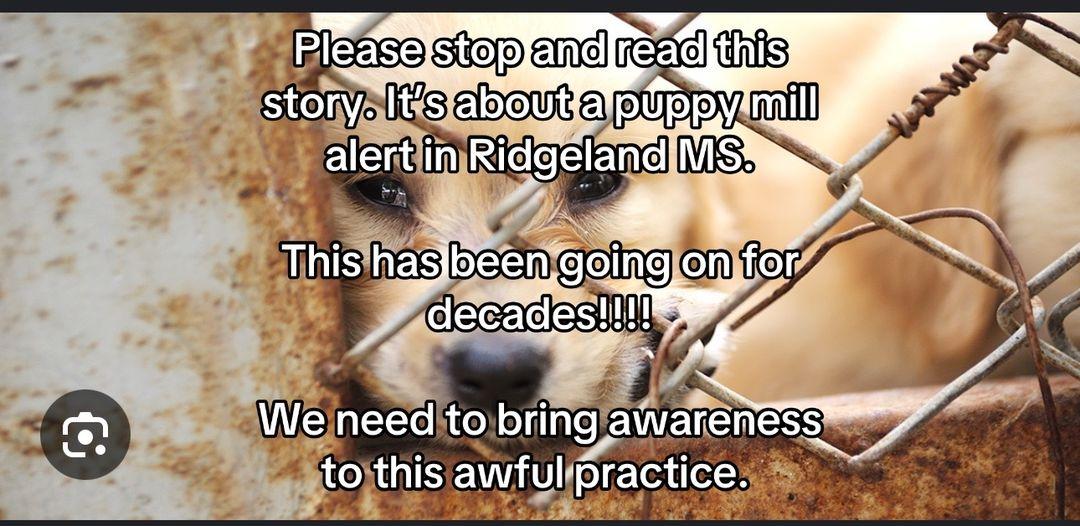 ⚠️⚠️ PUPPY MILL ALERT ⚠️⚠️  Please follow my friend @MississippiRecoveryMaMa  for her story about this woman.  A lady that is well known in the area is still running a puppy mill and scamming people.  She advertises tons of small breeds and sells them before they should leave their mama so that they appear smaller (calls them teacups, minis etc) and usually they end up being “normal” sized breeds and some of them have been tested and they are not “purebred”. She drives a white/silver van and will not talk via text much. WLBT has ran news stories on her, there’s a fb group against her, all the rescues and vets know exactly who she is.  Most often the puppies are malnourished, sick and some have reported their pups passed away.  She is in the Madison/ Ridgeland area, behind a big gated property that has “workers” to keep the people away. I’ve been there personally. The barn where the dogs are, is locked up tight.  Please please please research who you purchase your babies from. Ask to see the parents, vet records and references. They should have no problem at all with being completely transparent with you about their breeding program, the adult dogs and vet records.  I am posting the last few pictures gathered from other victims of her shenanigans. It should be noted that she sometimes has a male accomplice, last known by James.  Please share this and spread awareness of not supporting puppy mills and their horrible practices. 😞   Last known name for her is Vicki Davis.  She often uses a different last name.  Shes also used “Susie smith” and “Victoria Moore”.  https://www.facebook.com/share/g/1Jpkh6WS7N/?mibextid=wwXIfr  #puppymill #victims #vickiedavis #ridgelandmississippi #madisoncounty #teacupdogs #tinydogs #breeders #dogs #awareness #peta #adoption #scam #beware #vetsoftiktok #vetmed 