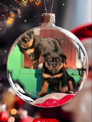 Bless your home with a new addition #rottweiler #christmas #rottiesoftik #rottweilerpuppycute #lovedogs #Love #fyp #rottweilerfamily #maryland #florida #rottweilerlove #mckoyrotties 