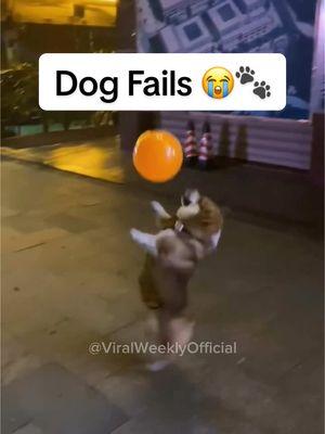 Worst Dog Fails 🤣😭 #dogsofttiktok #funnyanimalsvideos #dogsaregreat #doggosdoingthings #dogmoms #dogmeme #doggylover 