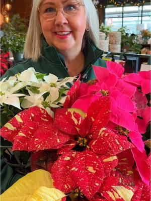 🌿✨ Keep Your Poinsettias Merry & Bright! 🎄❤️ Poinsettias are a holiday favorite, and with the right care, their vibrant color can last well beyond Christmas! Here’s how to keep them thriving: 🪴 Light: Place them in bright, indirect sunlight for 6+ hours a day. 💧 Water: Water when the top inch of soil feels dry. Avoid overwatering—no soggy roots! 🌡️ Temperature: Keep them cozy! 65-75°F is ideal. Avoid drafts or extreme heat. 🚫 Avoid: Cold windows, direct heat vents, or sitting in standing water. With a little love, your poinsettias will stay stunning all season long! ✨ #poinsettiasforchristmas #poinsettia #poinsettiaseason #poinsettiacare 